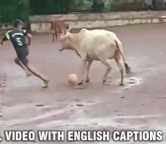 Cow Plays Football with Local Boys