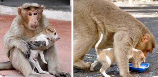 Monkey Adopted a Stray Puppy and Cared like its Own