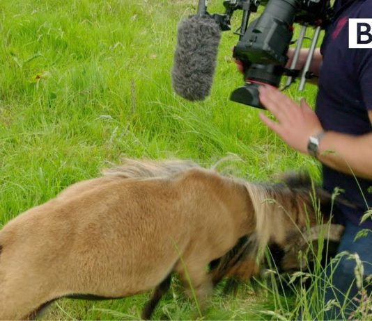 A Goat Smacks BBC’s Cameraman in a Viral Video