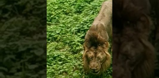 A Vegetarian Lion Goes Viral After Eating Grass