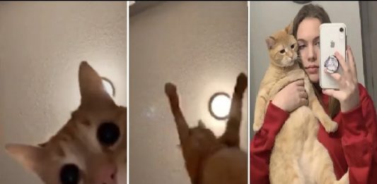 17-Year-Old Viral TikTok of her Cat is Mesmerizing Netizens