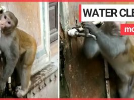 An Environment-Friendly Monkey Goes Viral after Saving Water