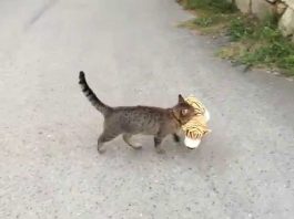 This Cat Stole a Stuffed Tiger from the Neighbor is the Cutest Thing Ever!