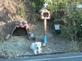 A Dog Won’t Leave the Place Where His Owner Died
