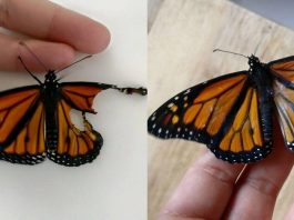 Girl Performed Surgery on Butterfly with Broken Wings: It Was a Surprise
