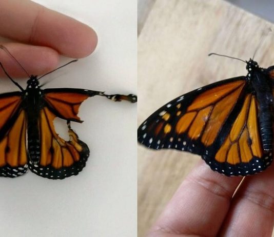 Girl Performed Surgery on Butterfly with Broken Wings: It Was a Surprise