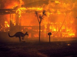 Celebrities Joined Hands to Support the Victims of Australia Bushfires