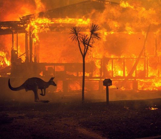 Celebrities Joined Hands to Support the Victims of Australia Bushfires Celebrities Joined Hands to Support the Victims of Australia Bushfires