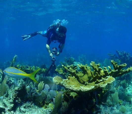 Some Interesting Things Found Exploring NOAA’s Deep-sea Dives Some Interesting Things Found Exploring NOAA’s Deep-sea Dives