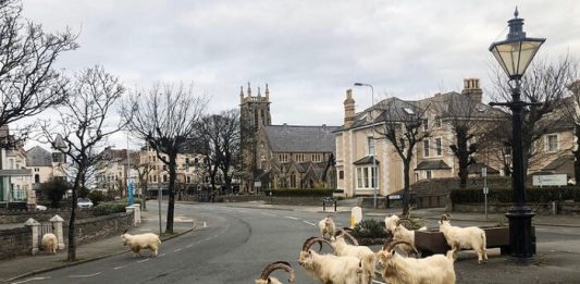 What Animas are Up to When Humans are Quarantined