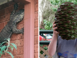 Meanwhile in Australia: The Land of Nope