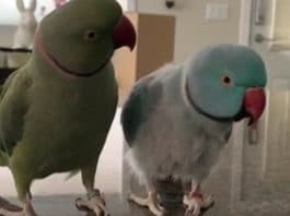Parrots Talk to Each Other Like Humans