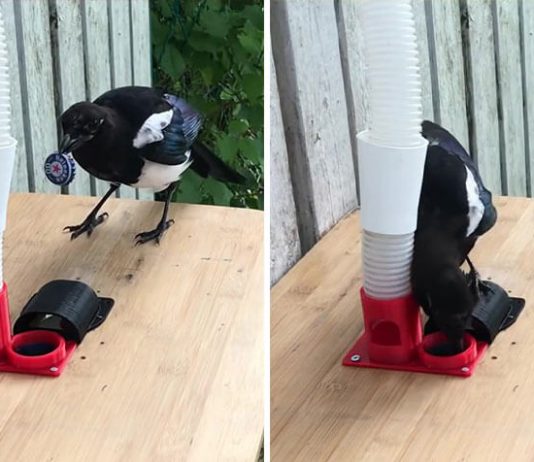 A Man Built a Bird Feeder That Accepts Bottle Caps For Food A Man Built a Bird Feeder That Accepts Bottle Caps For Food