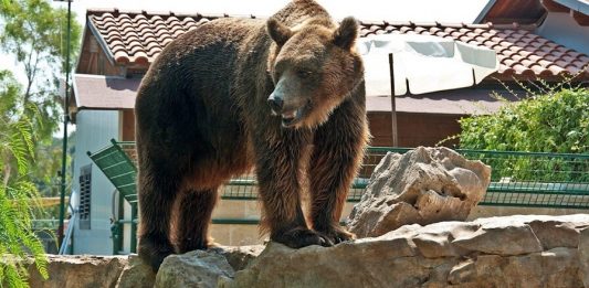 Teenage Girl Fights Off Bear to Save Dogs