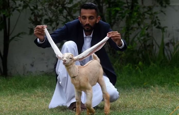 Simba Goat Pakistani Goat with the World’s Longest Ears Becomes an Instant ...